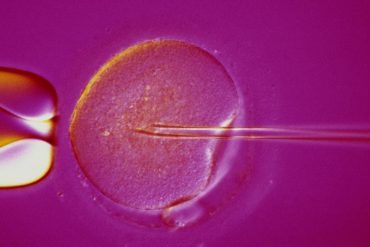 ร่างกฎหมายเกี่ยวกับการทำ ivf