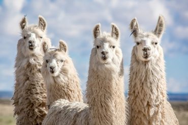 แอนติบอดีจากลามา