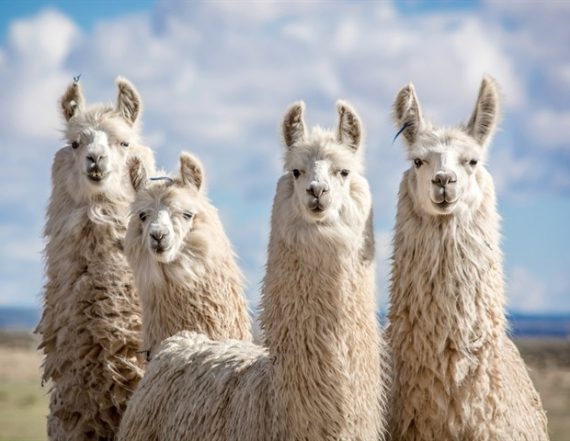 แอนติบอดีจากลามา