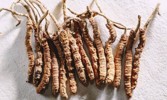 ถั่งเช่าดีจริงเหรอ