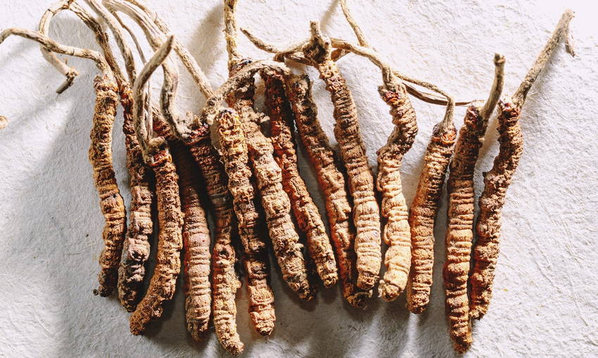 ถั่งเช่าดีจริงเหรอ