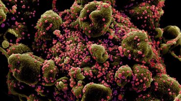 พบกับไวรัสโคโรนาสายพันธุ์บราซิล