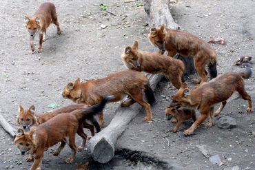 พบไวรัสโคโรนาในสุนัข