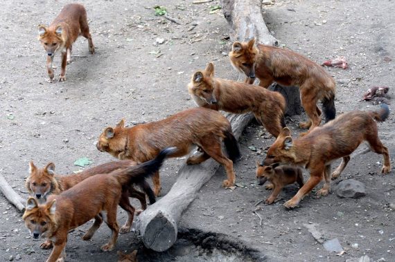 พบไวรัสโคโรนาในสุนัข