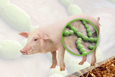 โรคหูดับถึงตาย