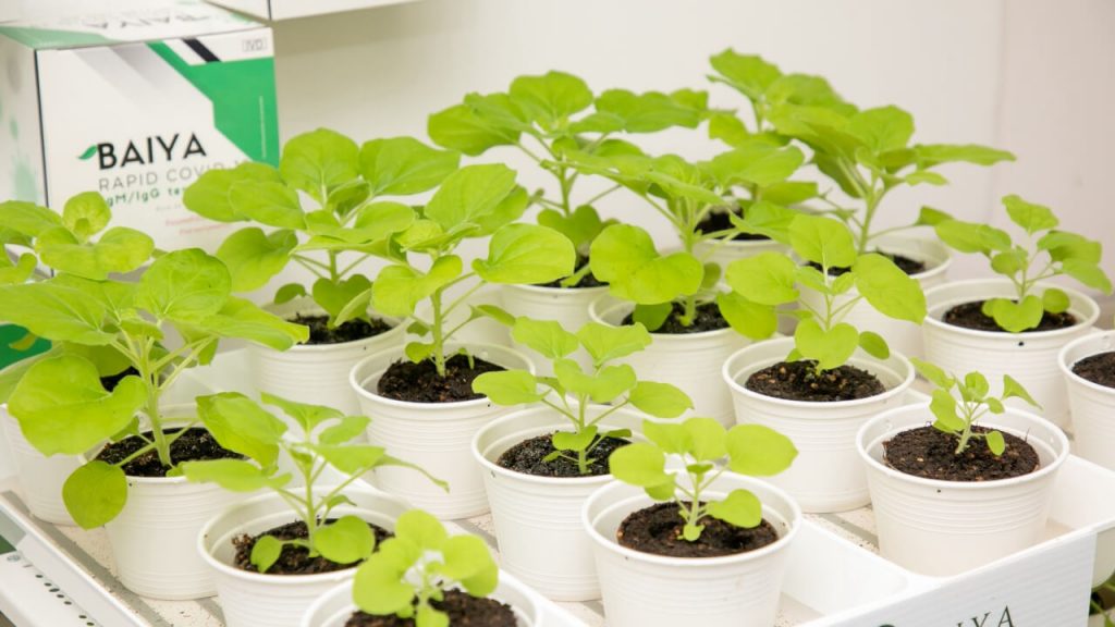 วัคซีนใบยาของไทย