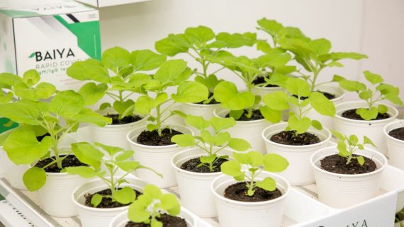 วัคซีนใบยาของไทย